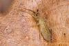 Orchesella villosa